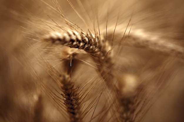 Photo ripe ears of rye in rye field wind motion close up macro