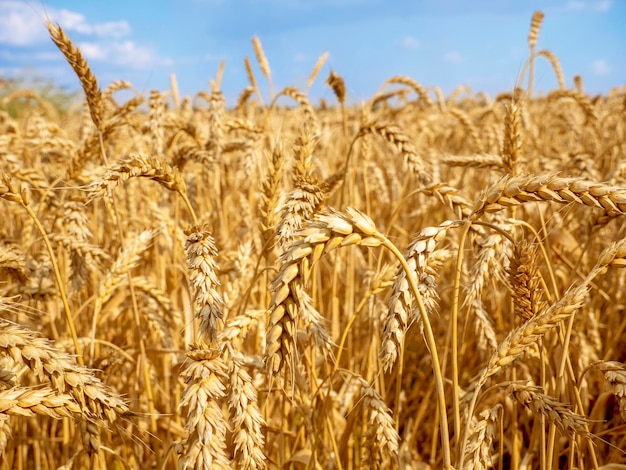 Ripe ears of wheat against the blue sky Wheat field during the harvest period selected sharpness