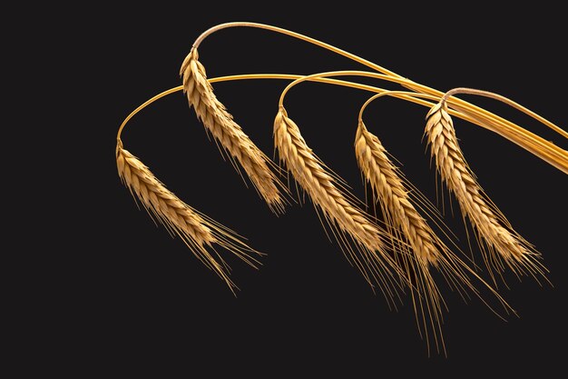 ripe ears of wheat close-up on a dark background. bread industry. vegetarian food