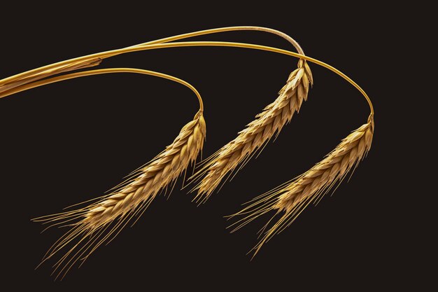 ripe ears of wheat close-up on a dark background. bread industry. vegetarian food