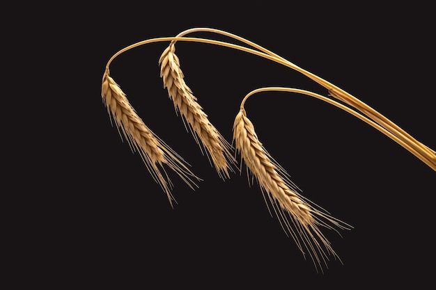 ripe ears of wheat close-up on a dark background. bread industry. vegetarian food