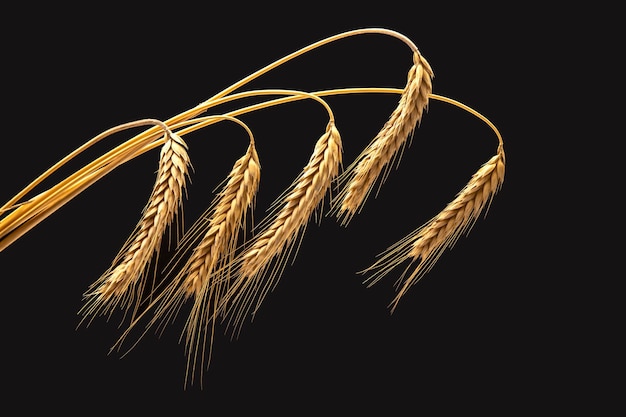 ripe ears of wheat close-up on a dark background. bread industry. vegetarian food