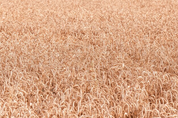 Ripe ears of wheat in the field.