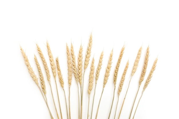 Ripe ears of wheat isolated on a white background Top view flat lay