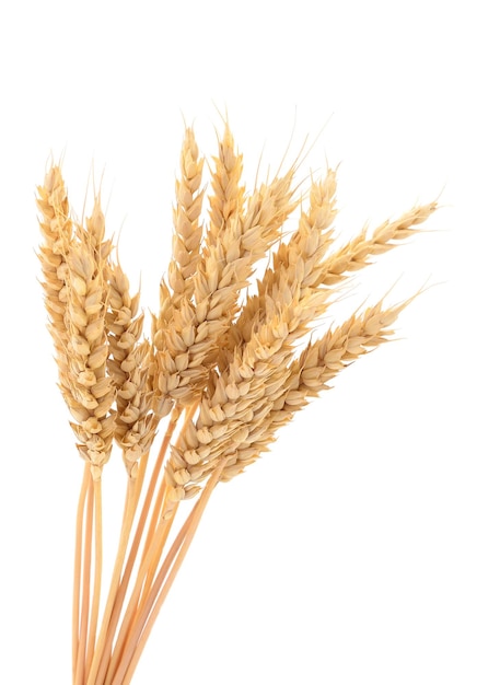 Ripe ears of wheat isolated on white background