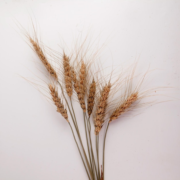 Ripe ears of wheat isolated on a white background