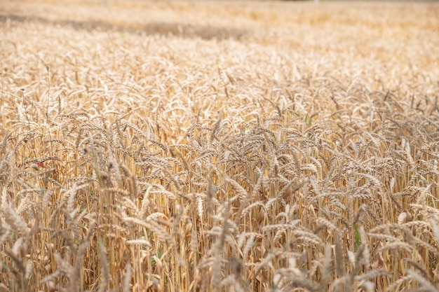 Спелые колосья пшеницы на природе в летних закатных лучах солнечного света крупным планом макрозолотое поле ячменя