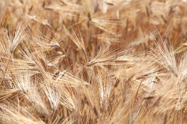 Ripe ears of wheat or rye in field. Closeup. The harvest is not harvested. Food crisis.