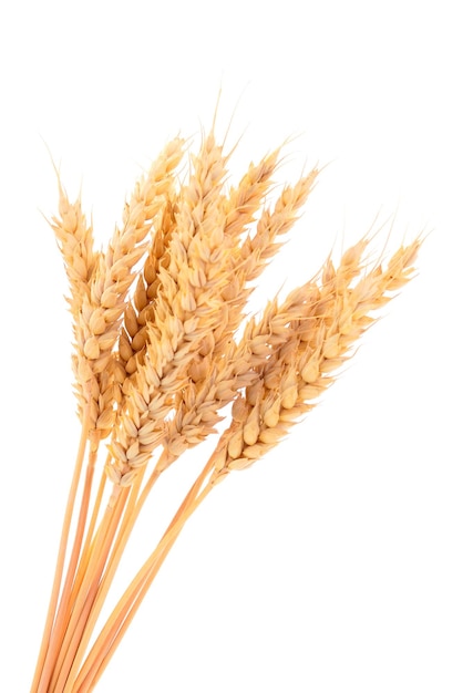 Ripe ears of wheat