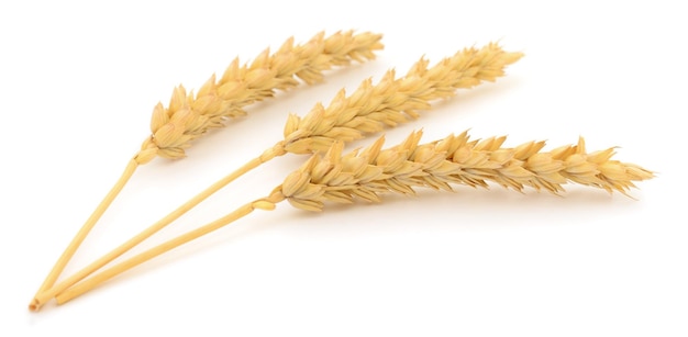 Ripe ears of wheat