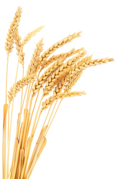 Спелые колосья пшеницы