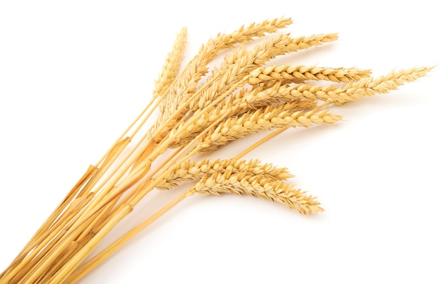 Ripe ears of wheat