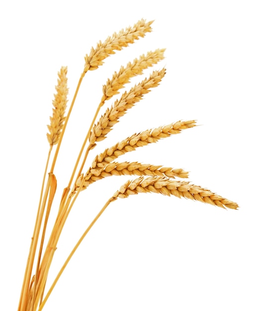 Ripe ears of wheat