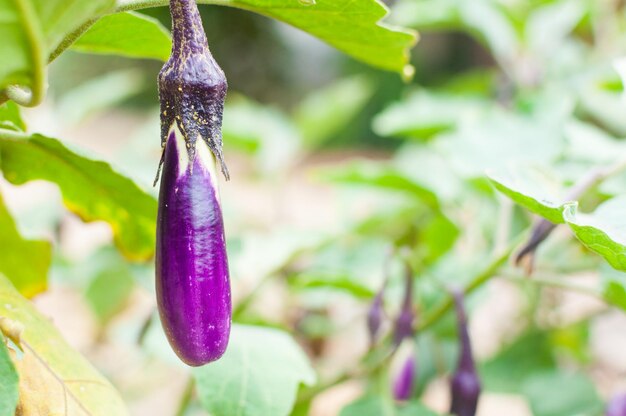 Ripe eggplant purple on tree in a garden