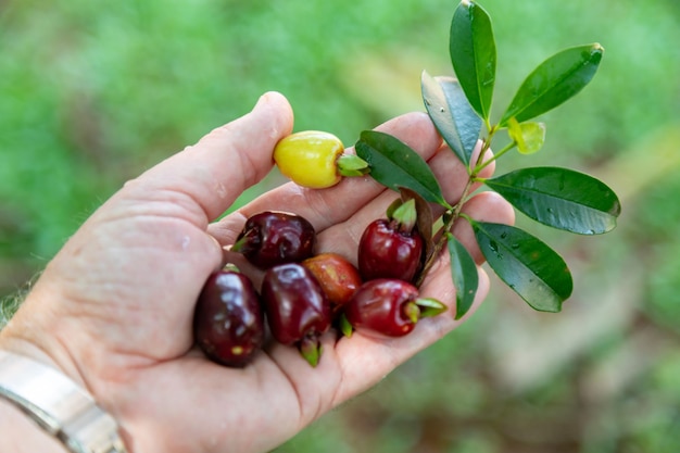 Ripe Eugenia involucrata een exotische kersen specerij die vaak wordt aangetroffen in Zuid-Amerika in Brazilië