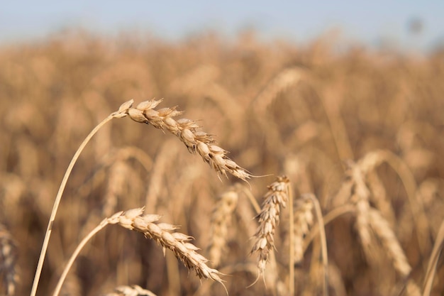 収穫時期の熟した麦畑