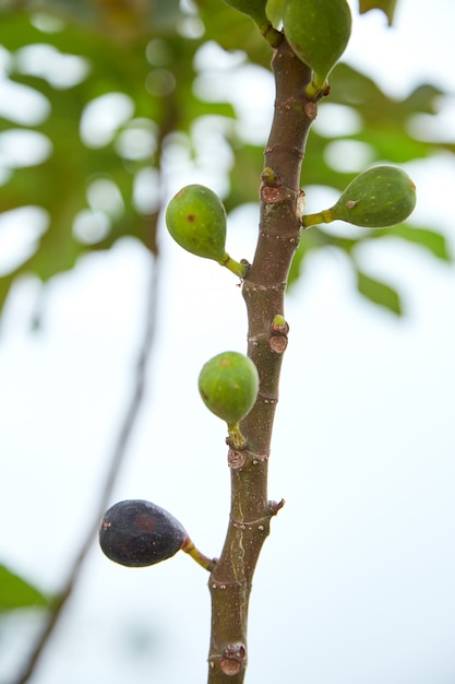 Ripe fig fruits on tree branch