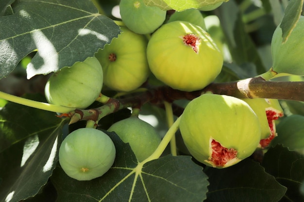 Ripe figs fruit on branches close up