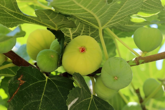 Ripe figs fruit on branches close up