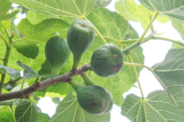 Photo not ripe figs