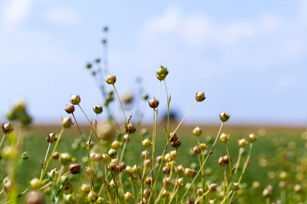 Ripe flax harvest in the summer