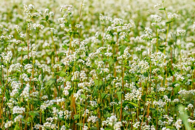 Ripe flowering buckwheat field