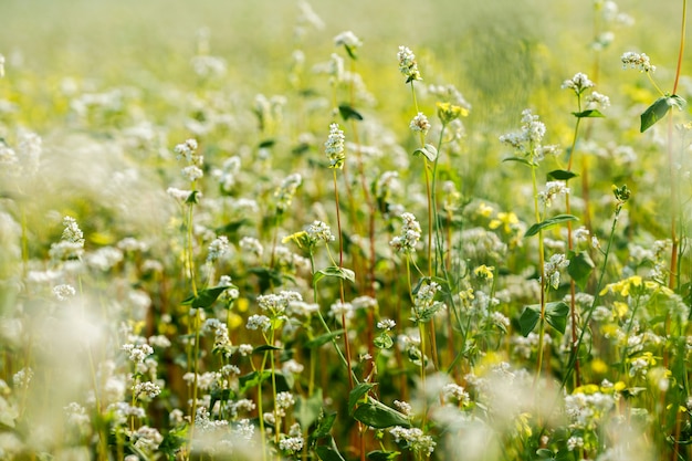 Ripe flowering buckwheat field