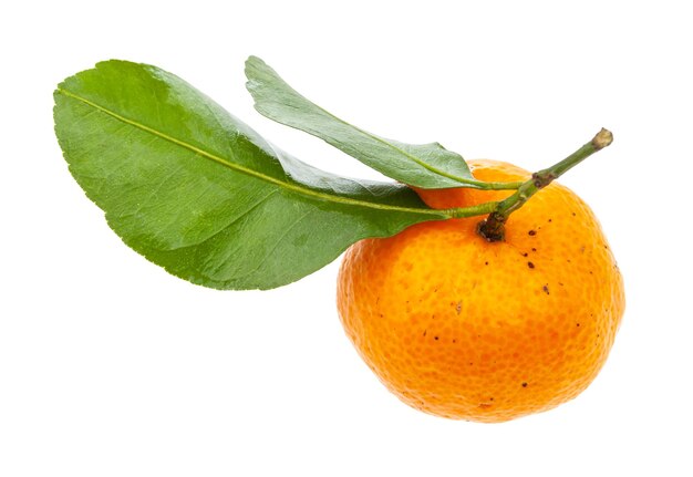 Ripe fresh Abkhazian mandarine with green leaves