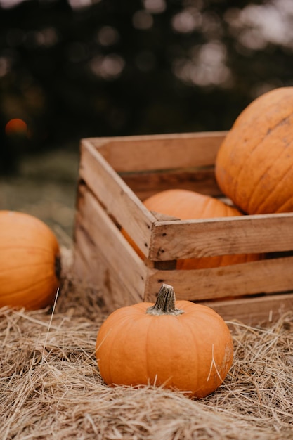 Ripe fresh autumn pumpkins on a farm for Halloween carving Fall seasonal harvest for pumpkin pie or spooky jack o lantern Fun Halloween traditions