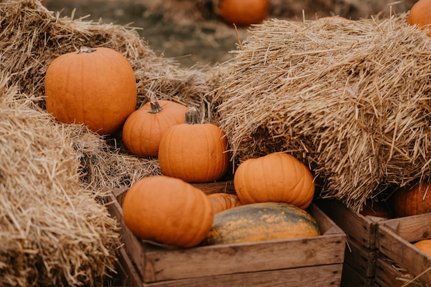 ハロウィーンの彫刻のための農場で熟した新鮮な秋カボチャ カボチャのパイや不気味なジャック o ランタンの秋の季節の収穫 楽しいハロウィーンの伝統