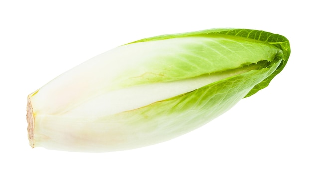 Ripe fresh Belgian endive white chicory isolated