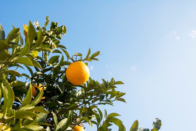 Ripe and fresh oranges hanging on branch