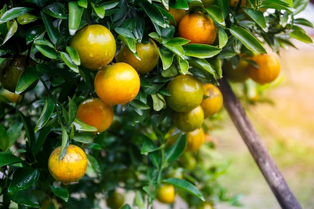 Foto arance fresche mature che appende sull'albero nel frutteto arancione