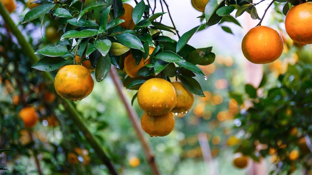 Arance fresche mature che appende sull'albero nel frutteto arancione