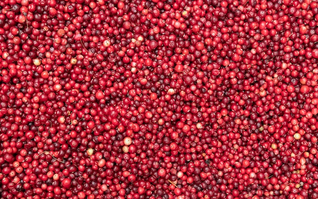 Ripe and Fresh red scattered cranberry background