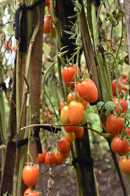 ripe and fresh  tomatoes