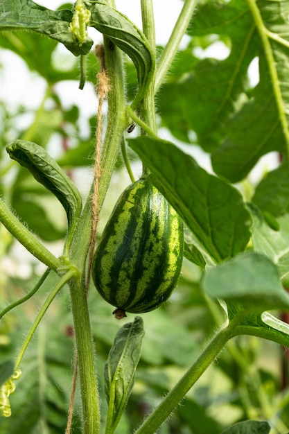 Ripe fresh watermelon grows in a garden bed