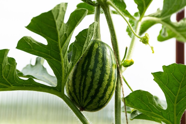 Ripe fresh watermelon grows in a garden bed