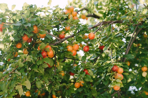 Ripe fruits of a juicy yellow and red plum on tree branches in dense foliage.