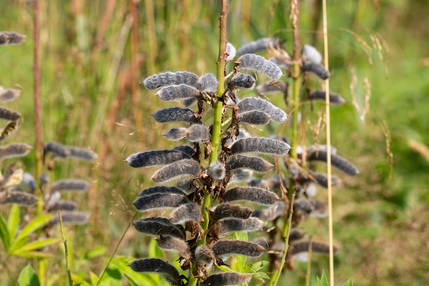 Lupinus Polyphyllus Lupinus Polyphyllus 또는 정원 루핀의 익은 과일