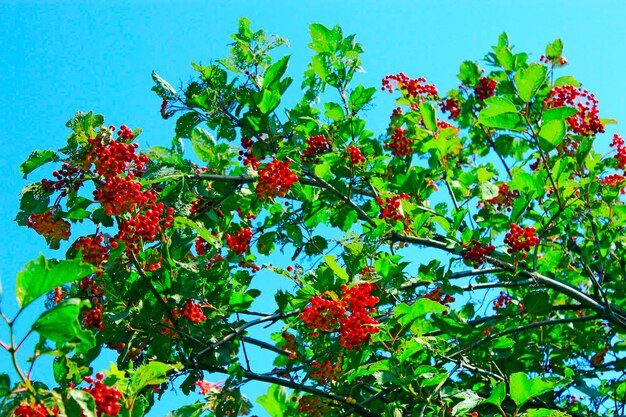 사진 가지에 매달린 구엘데로즈의 익은 열매 덤불에 있는 가막살나무의 익은 열매 구엘데로즈의 붉은 열매 작물
