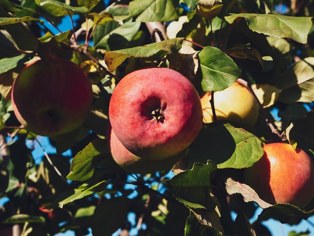 Ripe garden apples on a green branch close-up.