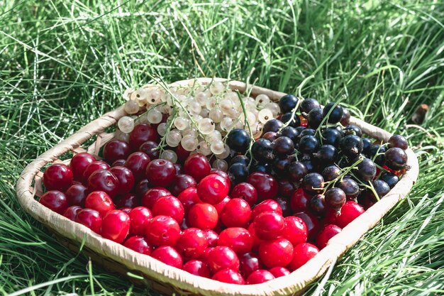 Ripe garden berries in a basket on the lawn. Mix of cherries, white and black currants.