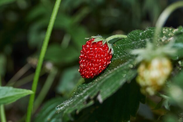 Ripe garden strawberries in the garden of a country house.