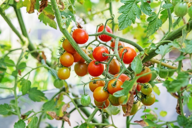 収穫の準備ができている熟した庭のトマト