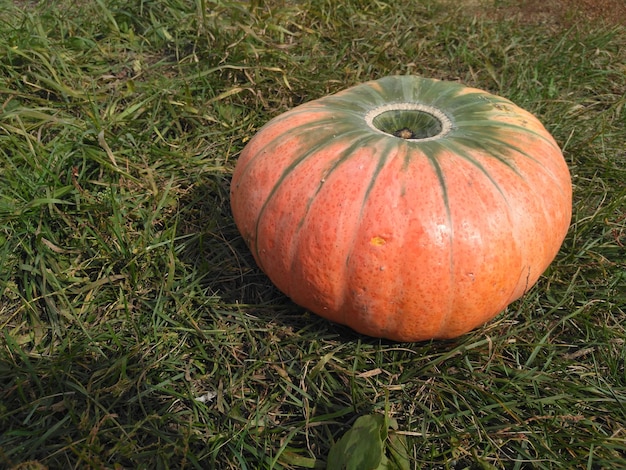 草の背景に熟した生姜カボチャカボチャと秋のコンセプト