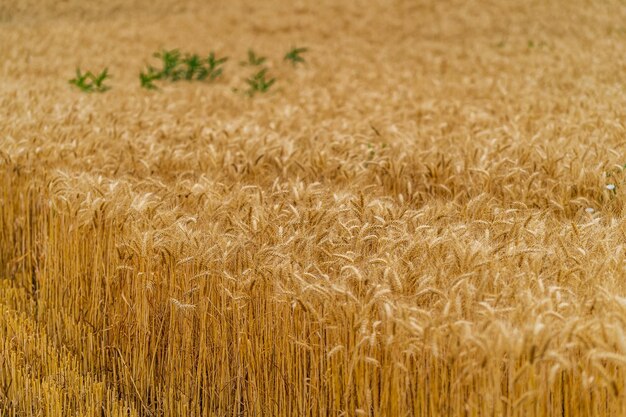 Ripe golden agricultural wheat Yellow farmlanding on the field Summer season plants