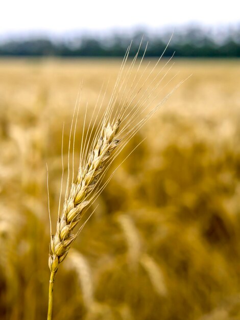 Photo ripe golden ears of wheat bent under their own weight ear of wheat close-up in daylight outdoors