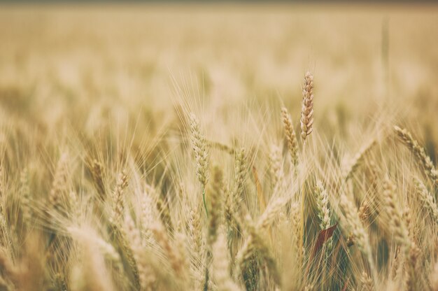 Ripe golden spikelets of wheat