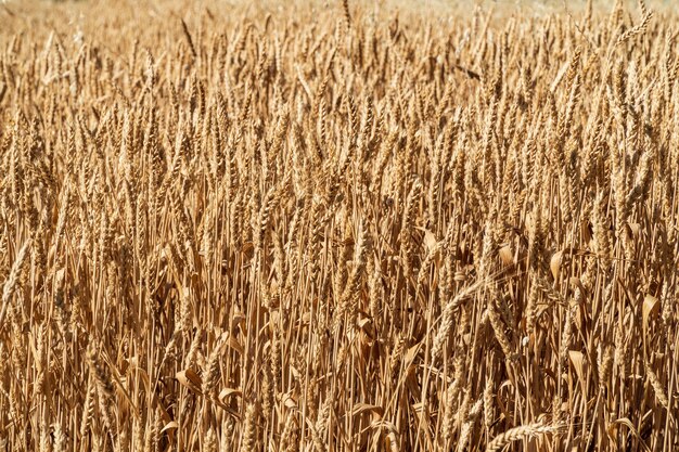 Ripe golden wheat ears background